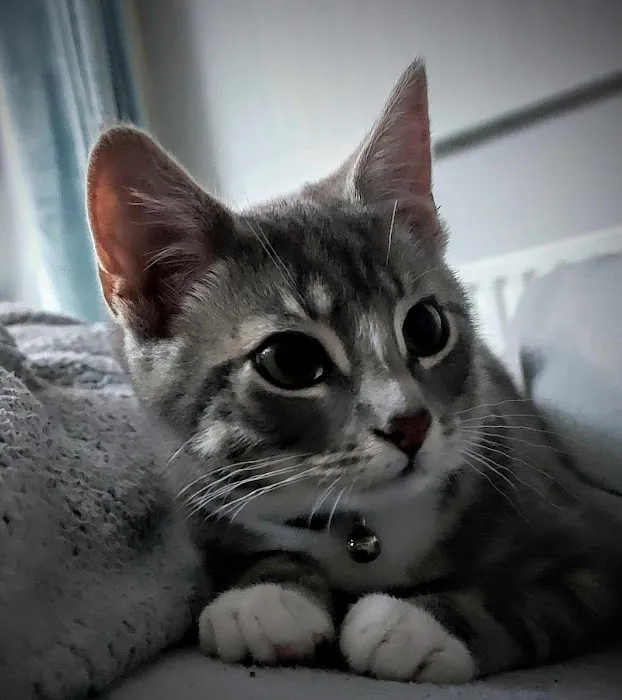 Westway Veterinary Group, Cat Clinic Picture 1