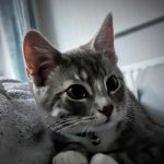 Westway Veterinary Group, Cat Clinic