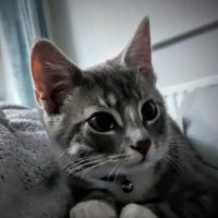 Westway Veterinary Group, Cat Clinic ico