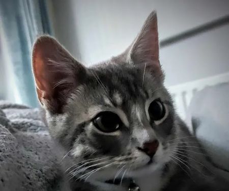 Westway Veterinary Group, Cat Clinic