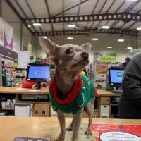 Pets at Home Newcastle Kingston Park ico