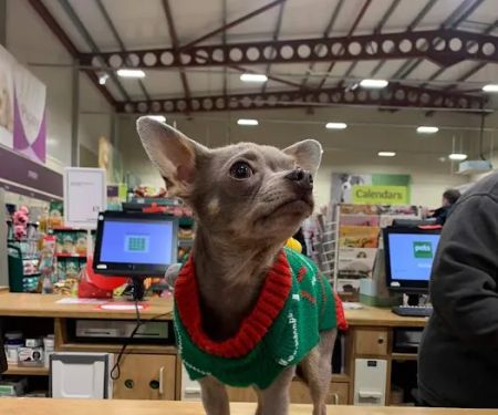 Pets at Home Newcastle Kingston Park