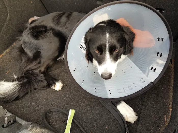 Westway Veterinary Hospital Picture 4