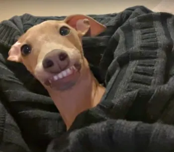 Robinson's Pet Store Picture 1