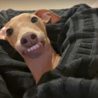 Robinson's Pet Store ico