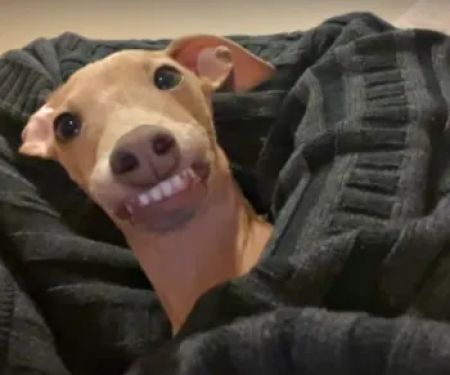 Robinson's Pet Store