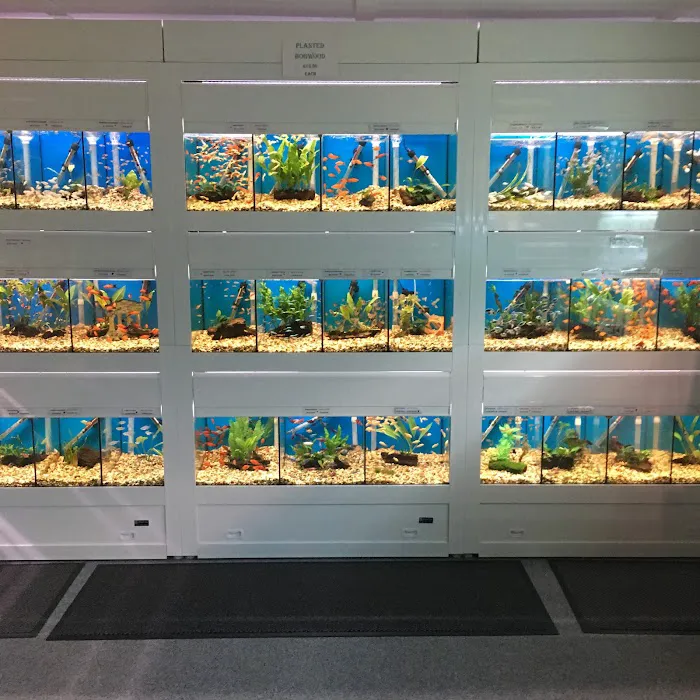 North East Koi Picture 8