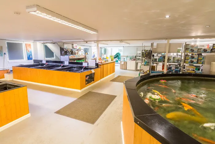 North East Koi Picture 4