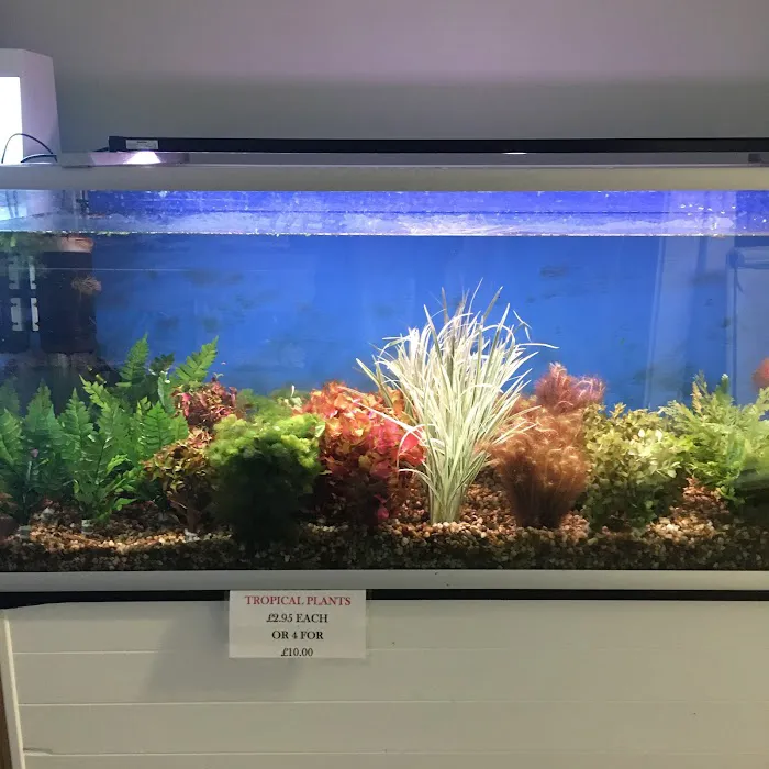 North East Koi Picture 9