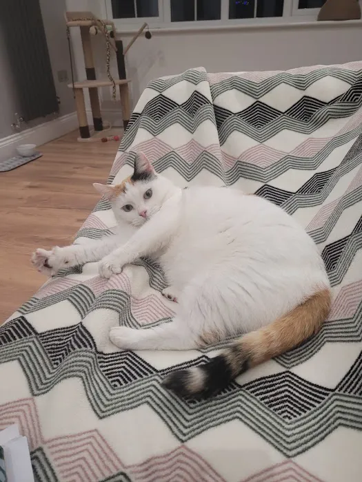Durham Cat Hotel Picture 1