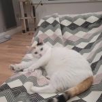 Durham Cat Hotel