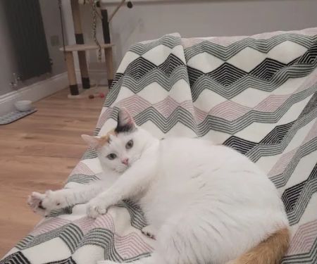 Durham Cat Hotel