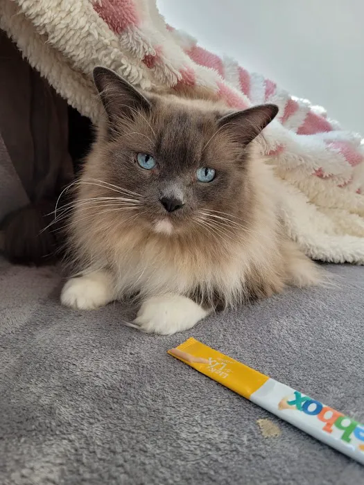 Durham Cat Hotel Picture 9