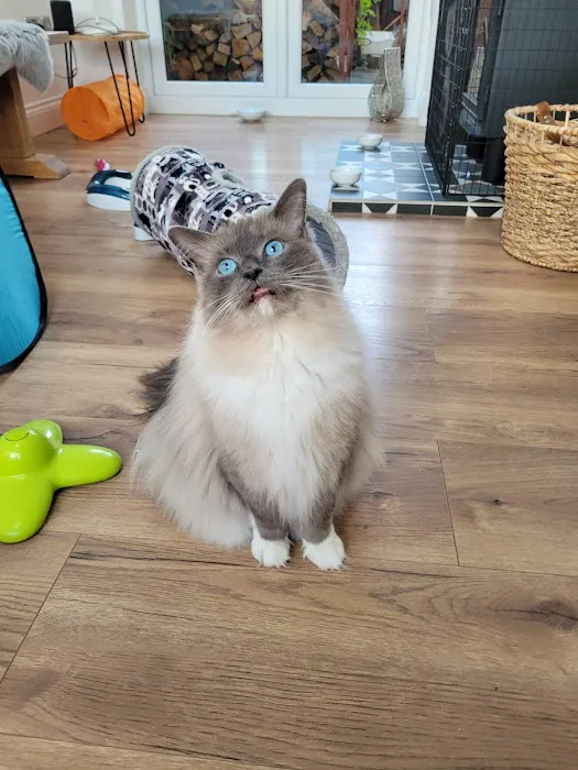 Durham Cat Hotel Picture 2