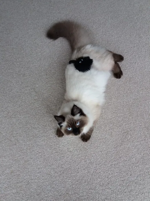 Durham Cat Hotel Picture 7