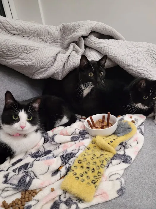 Durham Cat Hotel Picture 3
