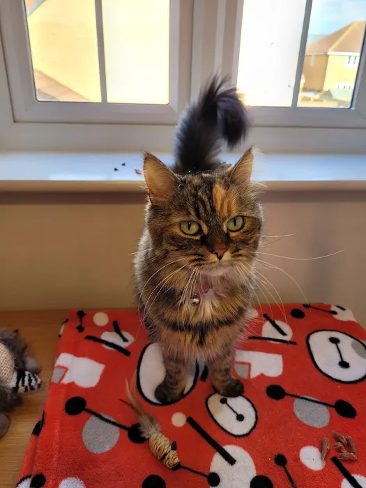 Durham Cat Hotel Picture 5