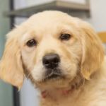 Westway Veterinary Group, Consett