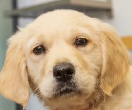 Westway Veterinary Group, Consett