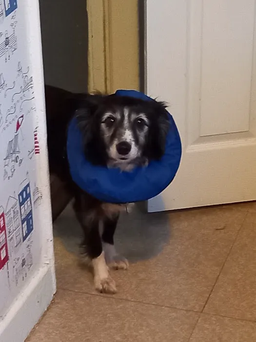 Scott Mitchell Veterinary Care Ltd Picture 1