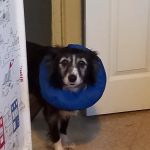Scott Mitchell Veterinary Care Ltd