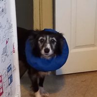 Scott Mitchell Veterinary Care Ltd ico