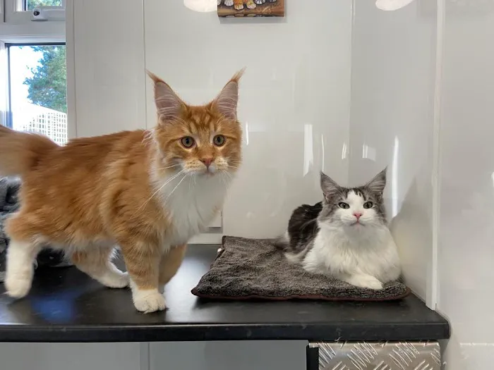 Greenfield Lodge Cattery Picture 6