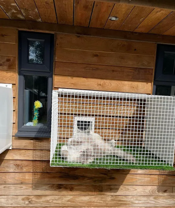 Greenfield Lodge Cattery Picture 7