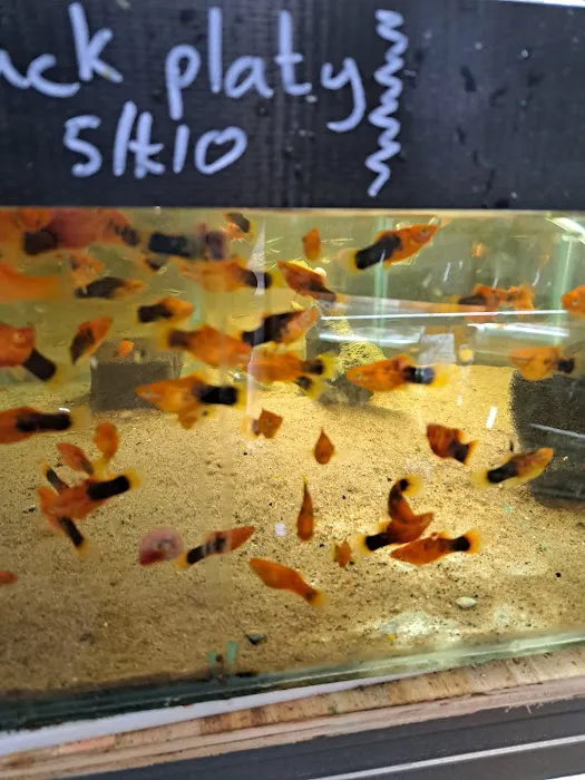 Gateshead Guppies Picture 3