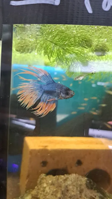 Gateshead Guppies Picture 2