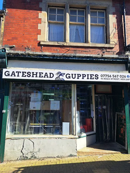 Gateshead Guppies Picture 4