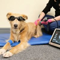 Millcroft Vets Workington ico