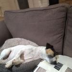 West Lakeland Veterinary Group