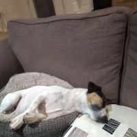 West Lakeland Veterinary Group ico
