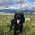 The Vet Whitehaven