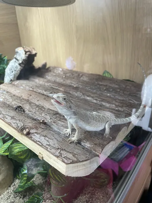 Dragons Den Exotic Pets- Reptiles, Snakes, Amphibians, Lizards, Arachnids Picture 8