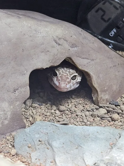 Dragons Den Exotic Pets- Reptiles, Snakes, Amphibians, Lizards, Arachnids Picture 6