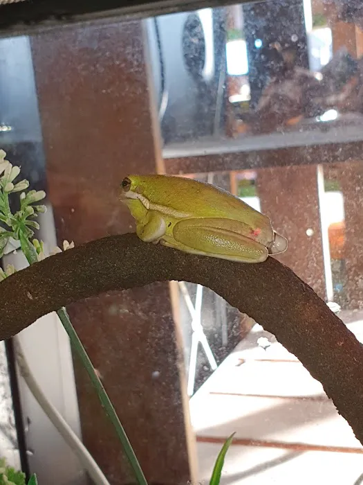 Dragons Den Exotic Pets- Reptiles, Snakes, Amphibians, Lizards, Arachnids Picture 4