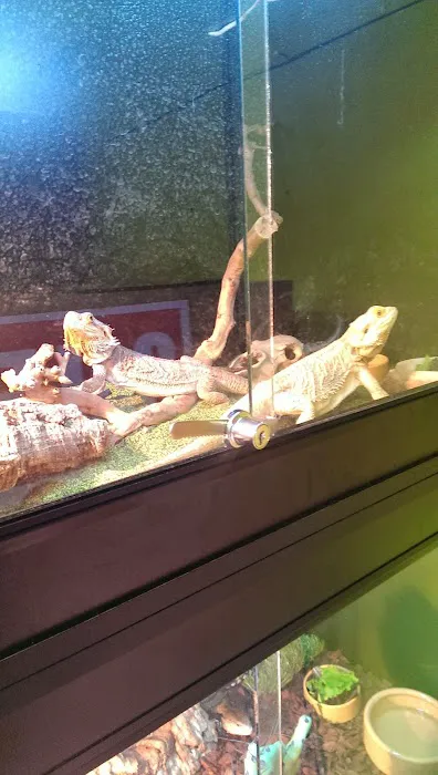 Dragons Den Exotic Pets- Reptiles, Snakes, Amphibians, Lizards, Arachnids Picture 2