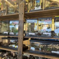 Dragons Den Exotic Pets- Reptiles, Snakes, Amphibians, Lizards, Arachnids ico