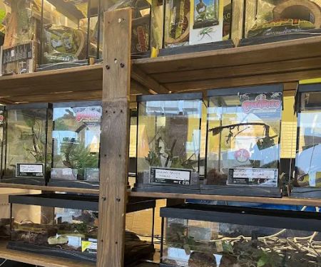 Dragons Den Exotic Pets- Reptiles, Snakes, Amphibians, Lizards, Arachnids