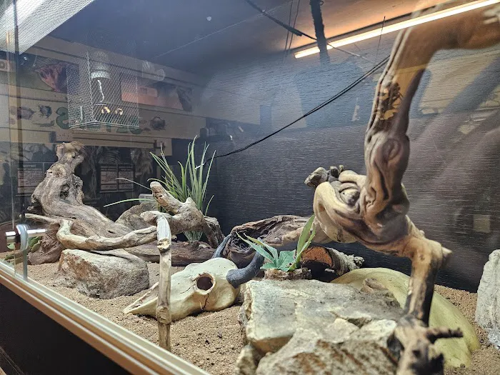 Dragons Den Exotic Pets- Reptiles, Snakes, Amphibians, Lizards, Arachnids Picture 9