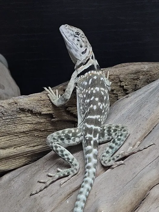 Dragons Den Exotic Pets- Reptiles, Snakes, Amphibians, Lizards, Arachnids Picture 7