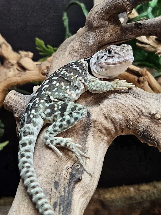 Dragons Den Exotic Pets- Reptiles, Snakes, Amphibians, Lizards, Arachnids Picture 5