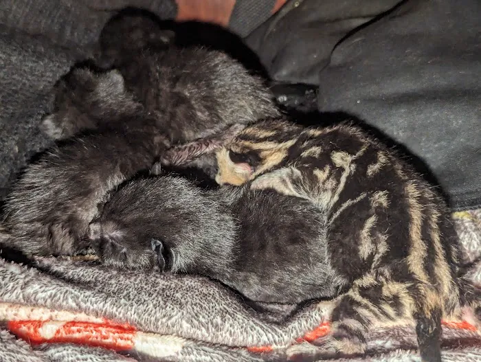 Galemire Vets Picture 3