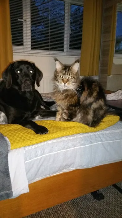 Galemire Vets Picture 7