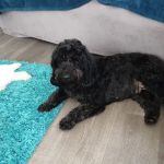 Bankend Cattery, Kennels and Grooming