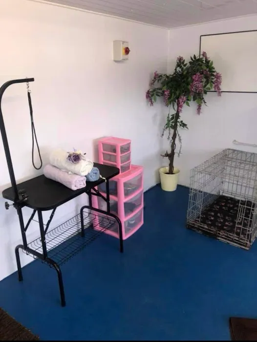 Bankend Cattery, Kennels and Grooming Picture 5