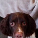 West Lakeland Veterinary Group