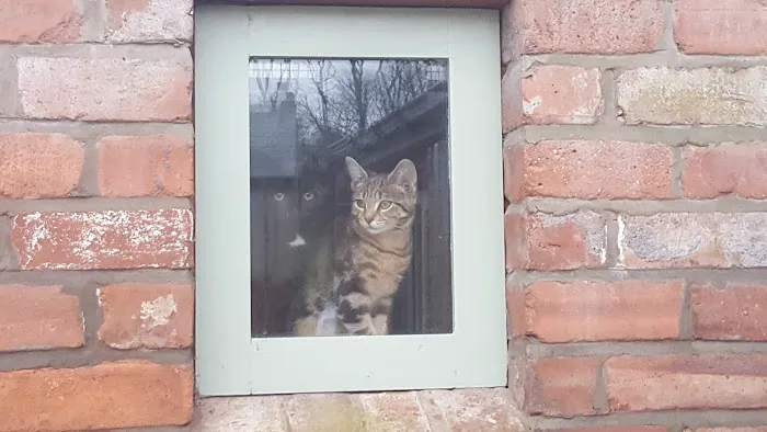 Merryhill Cattery Picture 10